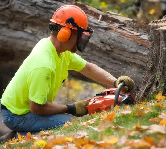 tree services Cape St. Claire